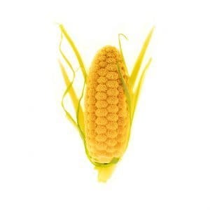 pannochia 20